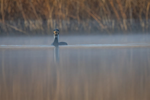 Kormoran, momente-der-schoepfung.ch