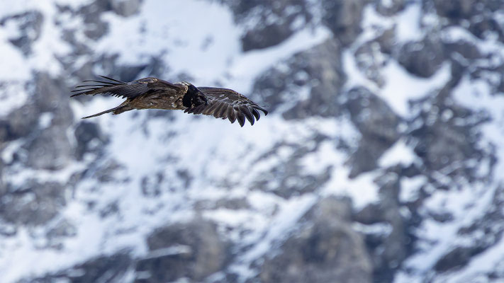 Bartgeier, momente-der-schoepfung.ch