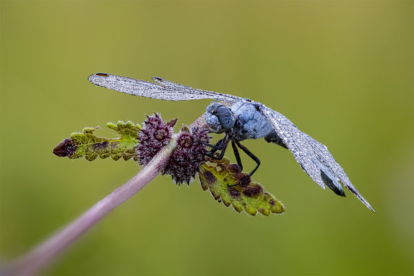 Libelle unbekannt, momente-der-schoepfung.ch