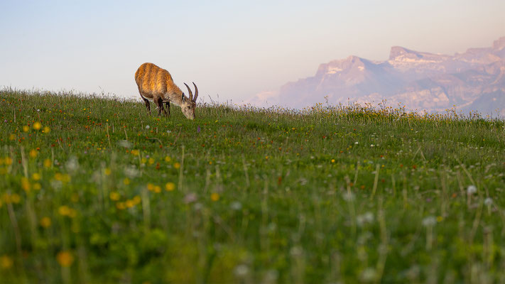 Alpensteinbock, momente-der-schoepfung.ch