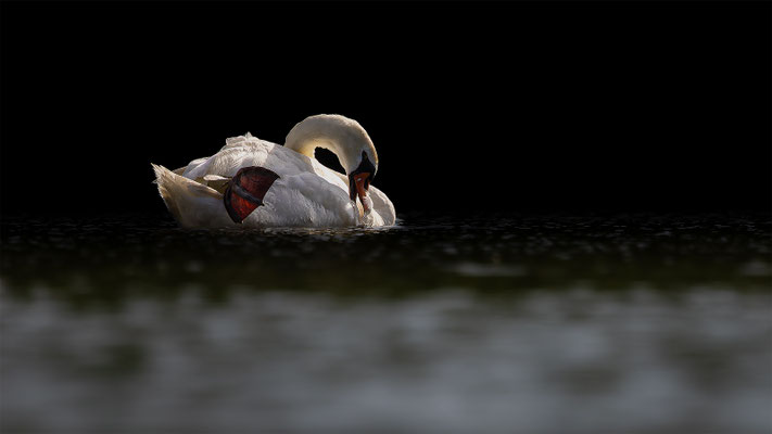 Höckerschwan, momente-der-schoepfung.ch