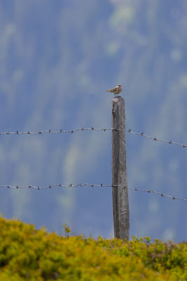 Bergpieper, momente-der-schoepfung.ch