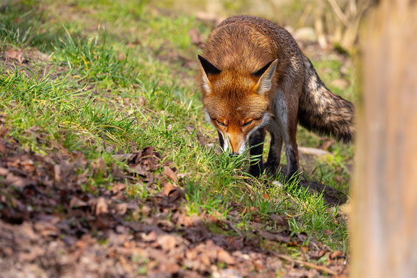 Fuchs, momente-der-schoepfung.ch