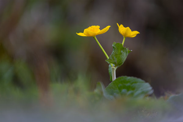 Sumpfdotterblume, momente-der-schoepfung.ch