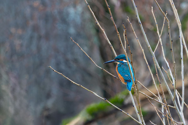 Eisvogel, momente-der-schoepfung.ch