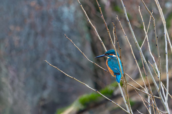 Eisvogel, momente-der-schoepfung.ch