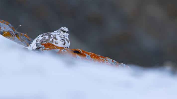 Alpenscheehuhn, momente-der-schoepfung.ch