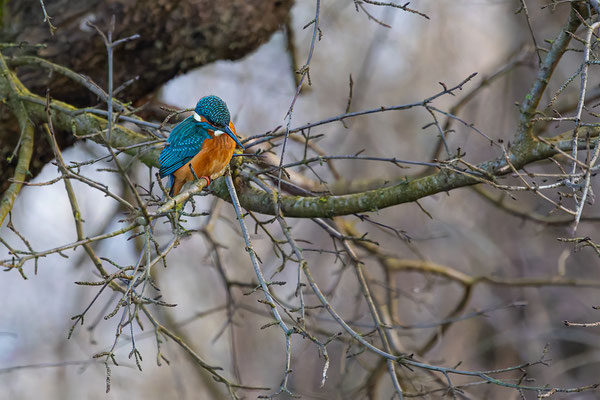 Eisvogel, momente-der-schoepfung.ch
