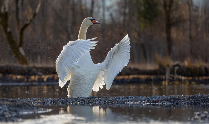 Höckerschwan, momente-der-schoepfung.ch