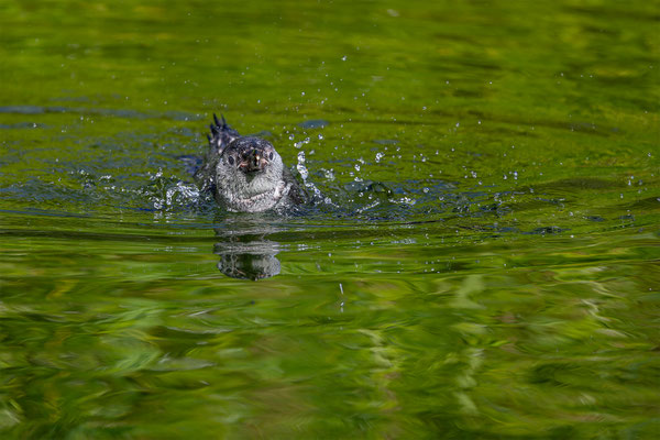 Humboldpinguin, Zürcher Zoo, momente-der-schoepfung.ch