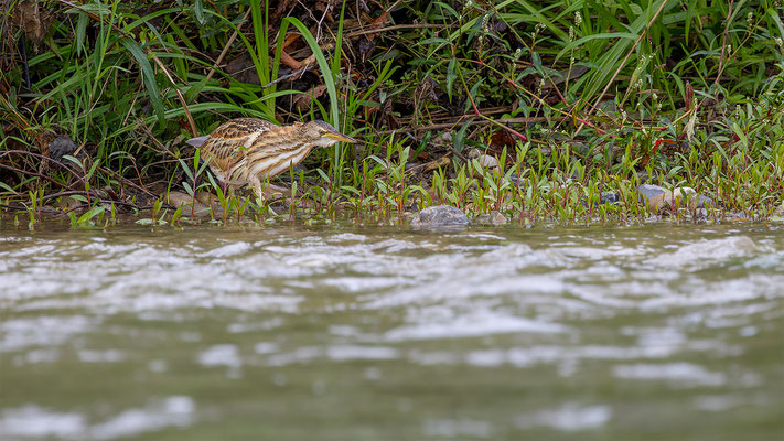 Zwergdommel, momente-der-schoepfung.ch