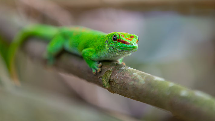 Madagaskar-Taggecko, momente-der-schoepfung.ch