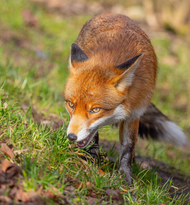 Fuchs, momente-der-schoepfung.ch