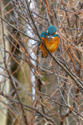 Eisvogel, momente-der-schoepfung.ch