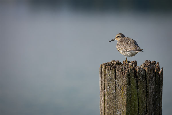 Knutt, momente-der-schoepfung.ch