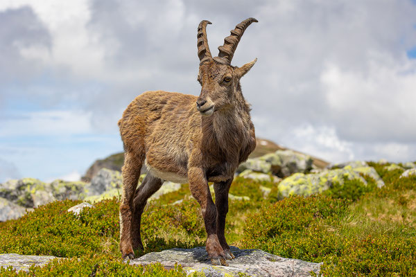 Alpensteinbock, momente-der-schoepfung.ch