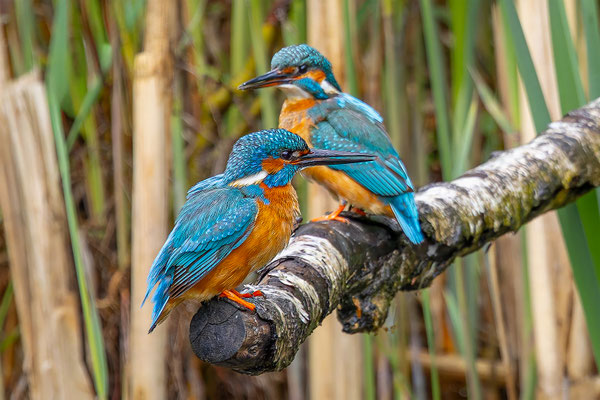 Eisvogel, momente-der-schoepfung.ch