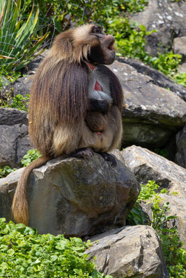 Dschelada, Zürcher Zoo, momente-der-schoepfung.ch
