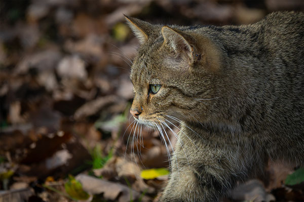 Wildkatze, momente-der-schoepfung.ch