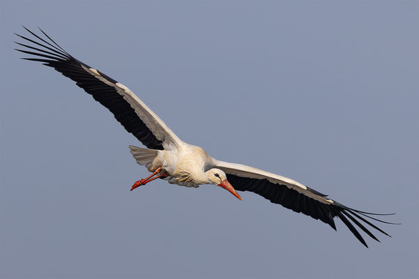Storch, momente-der-schoepfung.ch