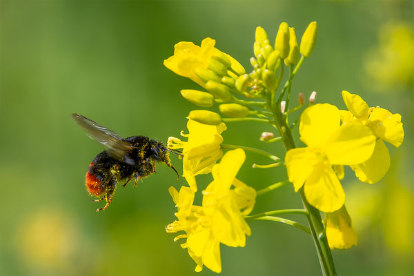 Steinhummel, momente-der-schoepfung.ch