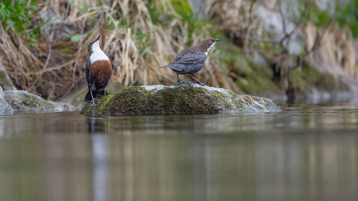 Wasseramsel, momente-der-schopfung.ch