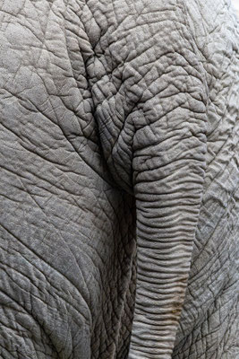 Elefant, Zürcher Zoo, momente-der-schoepfung.ch
