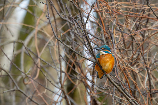Eisvogel, momente-der-schoepfung.ch