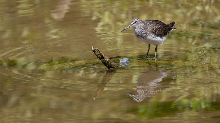 Waldwasserläufer, momente-der-schoepfung.ch