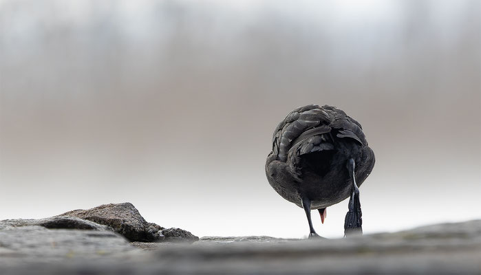 Blässhuhn, momente-der-schoefpung.ch