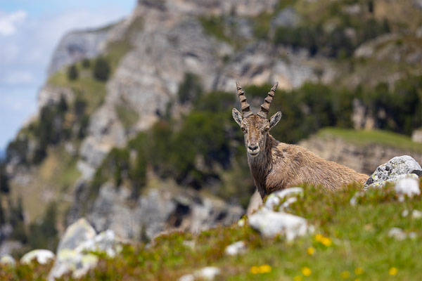 Alpensteinbock, momente-der-schoepfung.ch