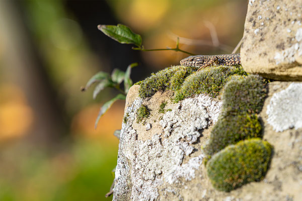 Mauereidechse, momente-der-schoepfung.ch