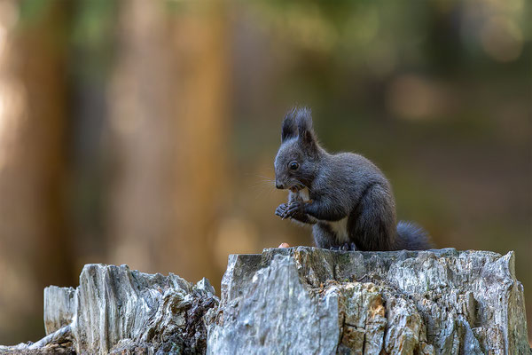 Eichhörnchen, momente-der-schoepfung.ch