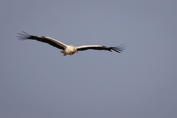 Storch, momente-der-schoepfung.ch