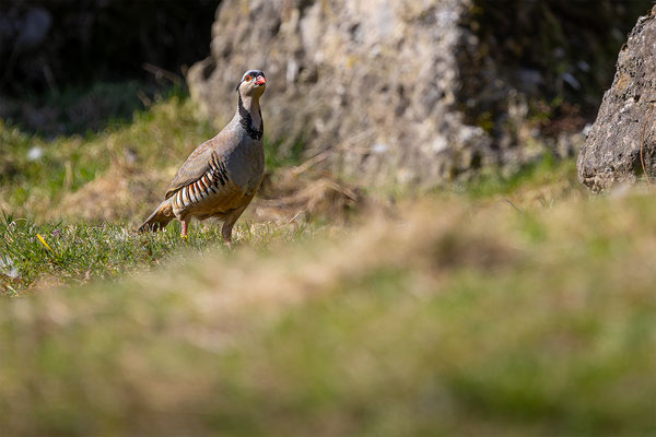 Steinhuhn, momente-der-schoepfung.ch