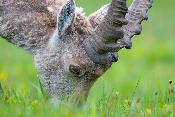 Alpensteinbock, momente-der-schoepfung.ch