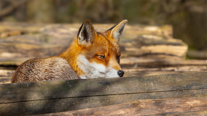 Fuchs, momente-der-schoepfung.ch