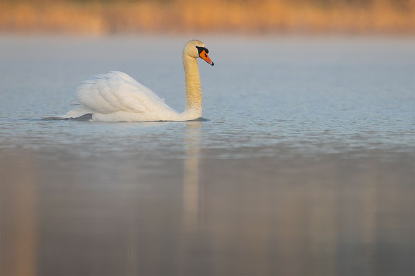 Höckerschwan, momente-der-schoepfung.ch