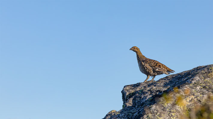 Birkhuhn, momente-der-schoepfung.ch