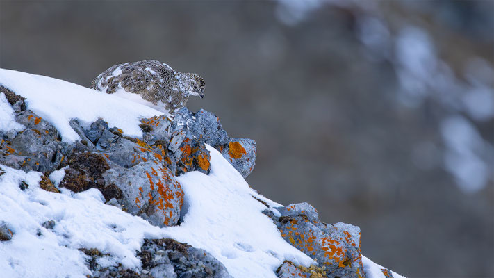 Alpenscheehuhn, momente-der-schoepfung.ch