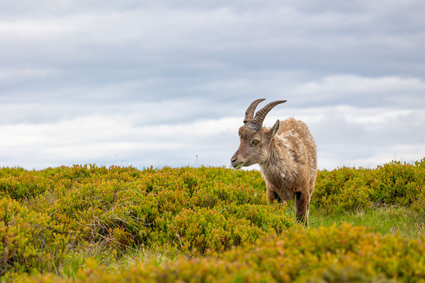 Alpensteinbock, momente-der-schoepfung.ch