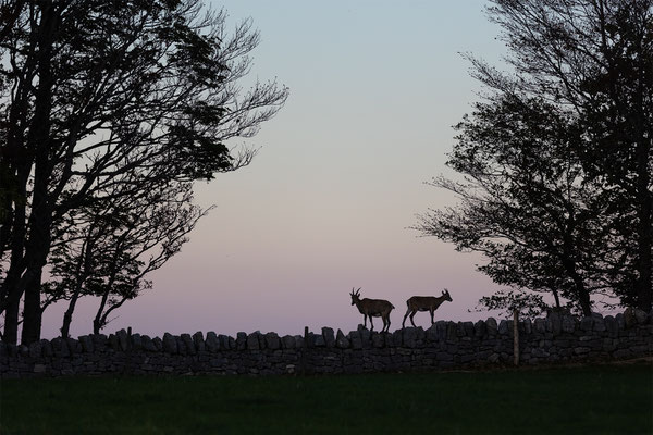 Alpensteinbock, momente-der-schoepfung.ch