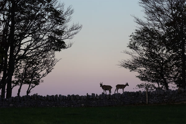 Alpensteinbock, momente-der-schoepfung.ch