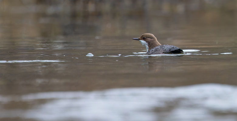 Wasseramsel, momente-der-schopfung.ch