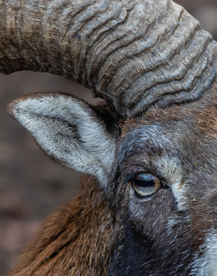 Mufflon Tierpakt Arth Goldau, momente-der-schoepfung.ch