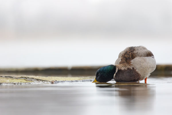 Stockente, momente-der-schoepfung.ch