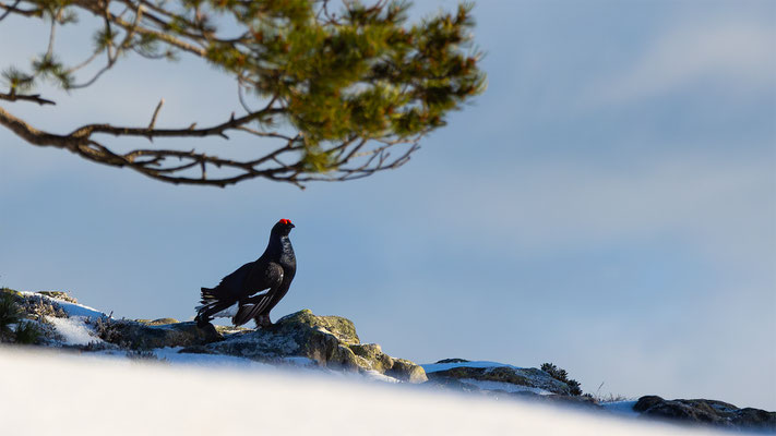 Birkhahn, momente-der-schoepfung.ch