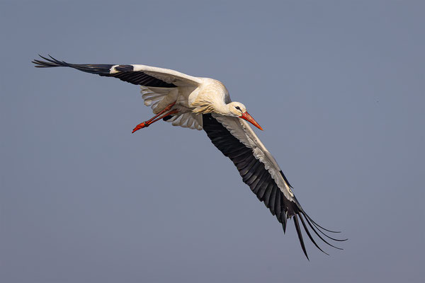 Storch, momente-der-schoepfung.ch