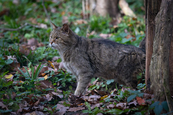 Wildkatze, momente-der-schoepfung.ch