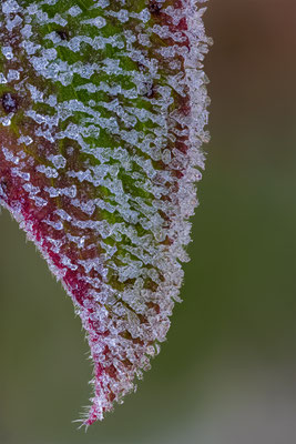 Eiskristalle auf Blatt, momente-der-schoepfung.ch